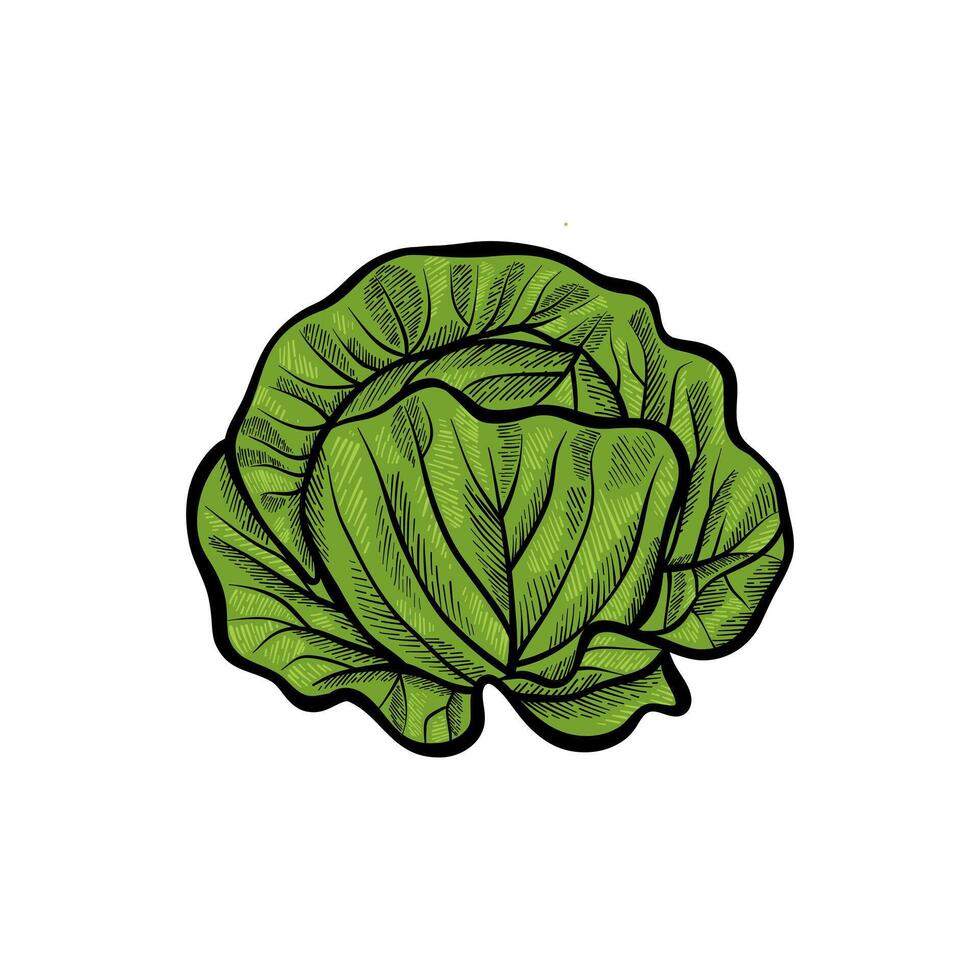 cabbage hand drawn illustration with color vector