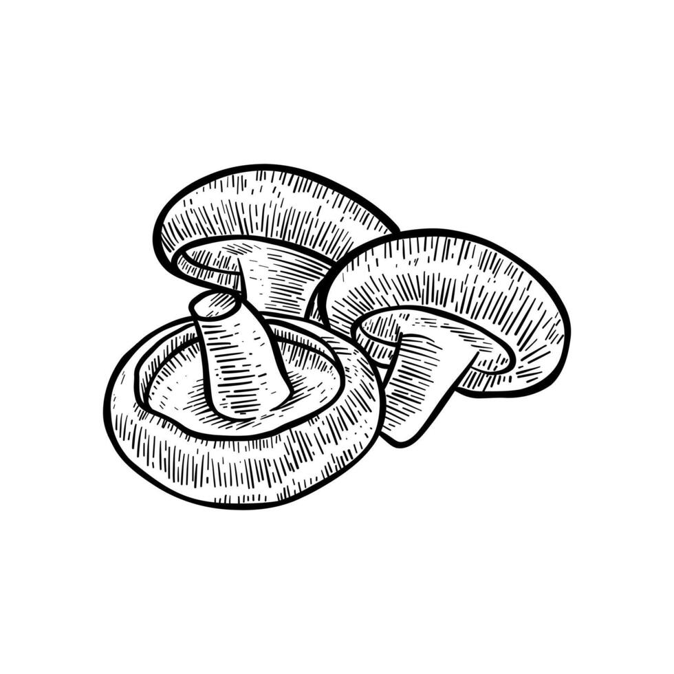 hand drawn illustration of Champignon mushrooms in black and white vector