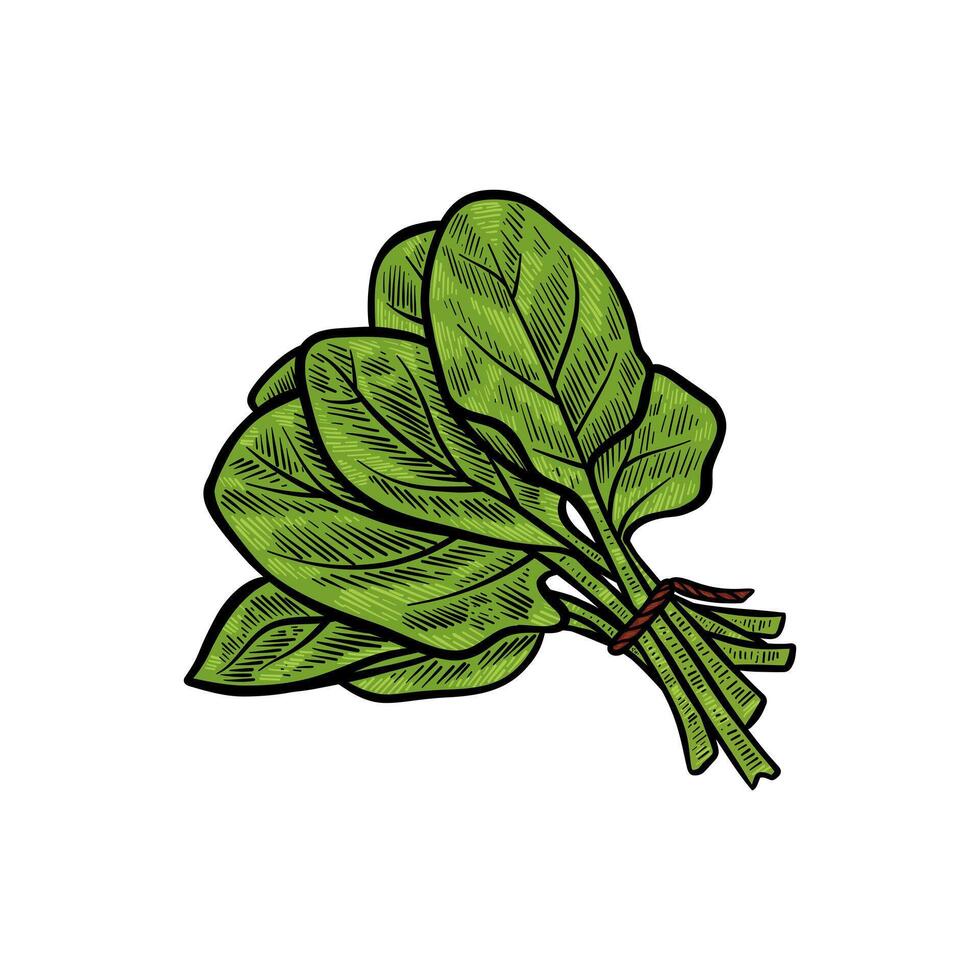 green spinach illustration with color vector