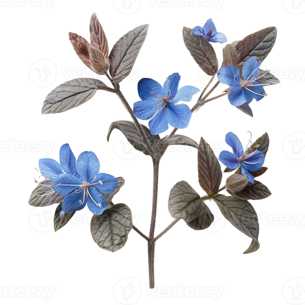 bleu bourrache fleurs et feuilles png
