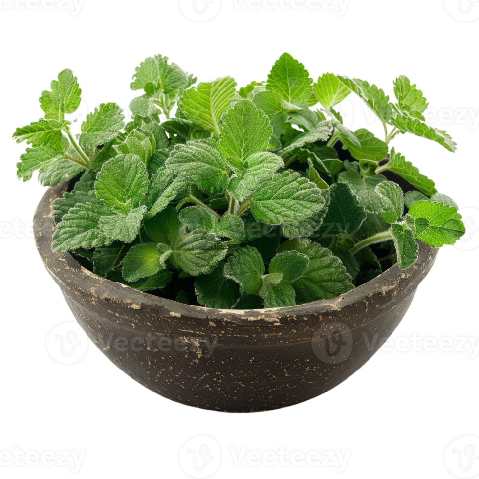 Potted Fresh Catnip Plant png