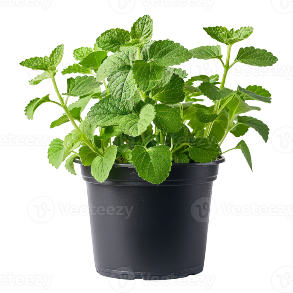 Fresh Catnip Plant in Pot png