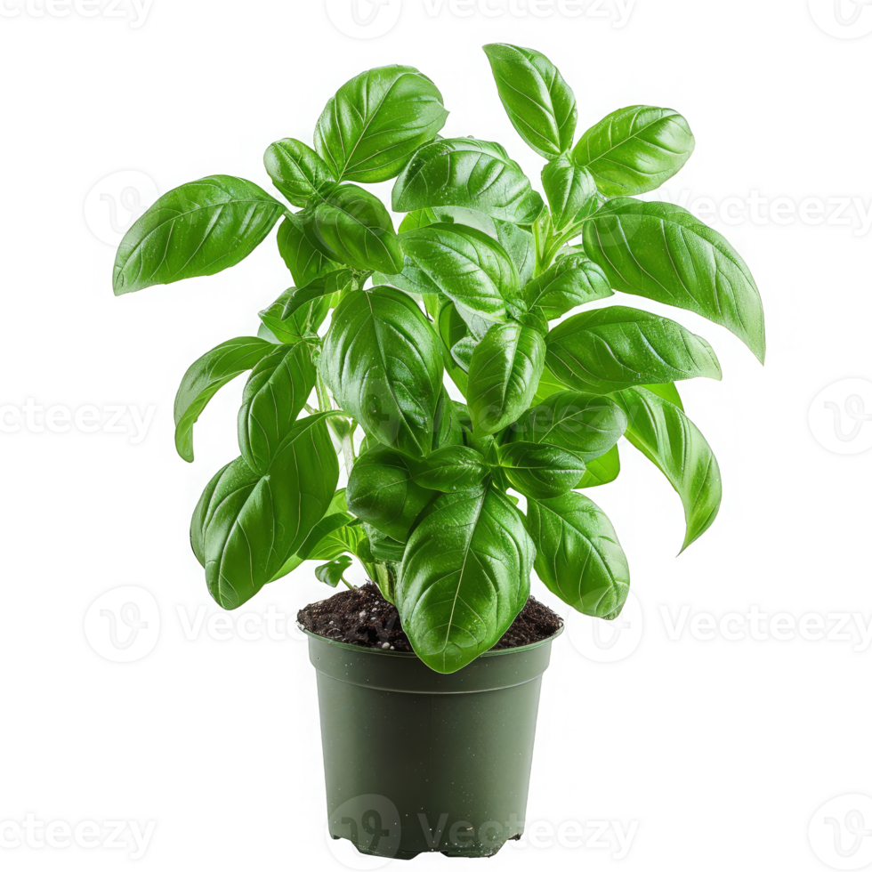 Fresh Basil Plant in a Pot png