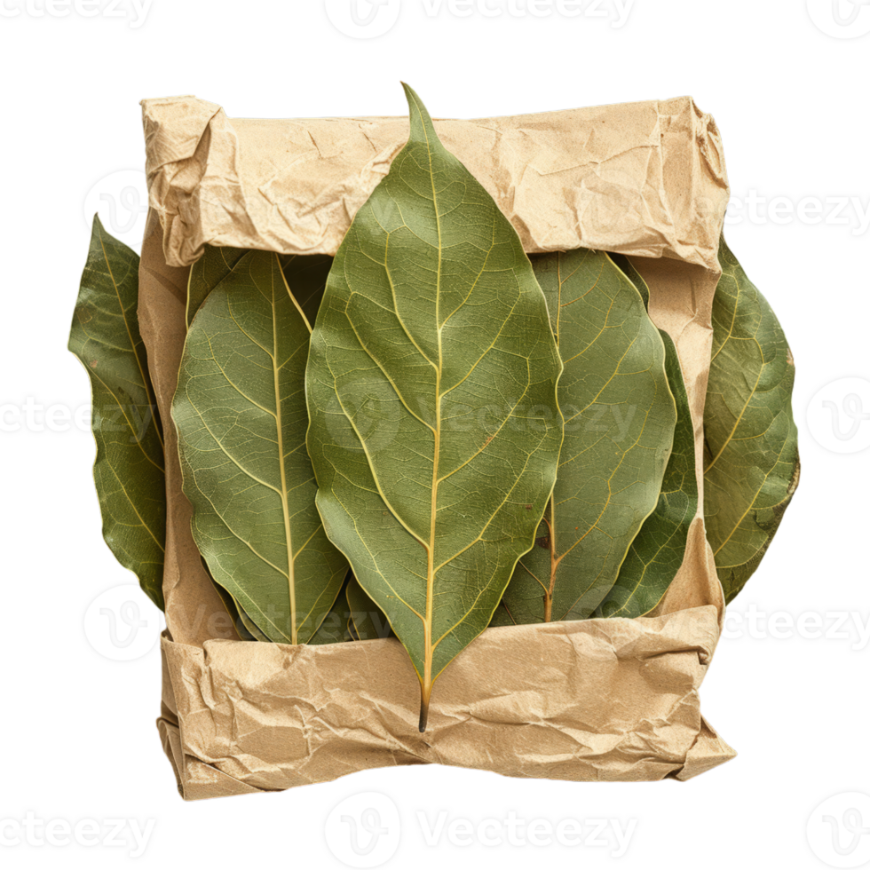 Bay Leaves on Crumpled Paper 44619503 PNG