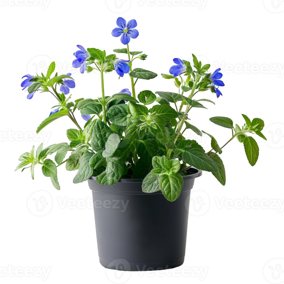 in vaso blu borragine fiore pianta png