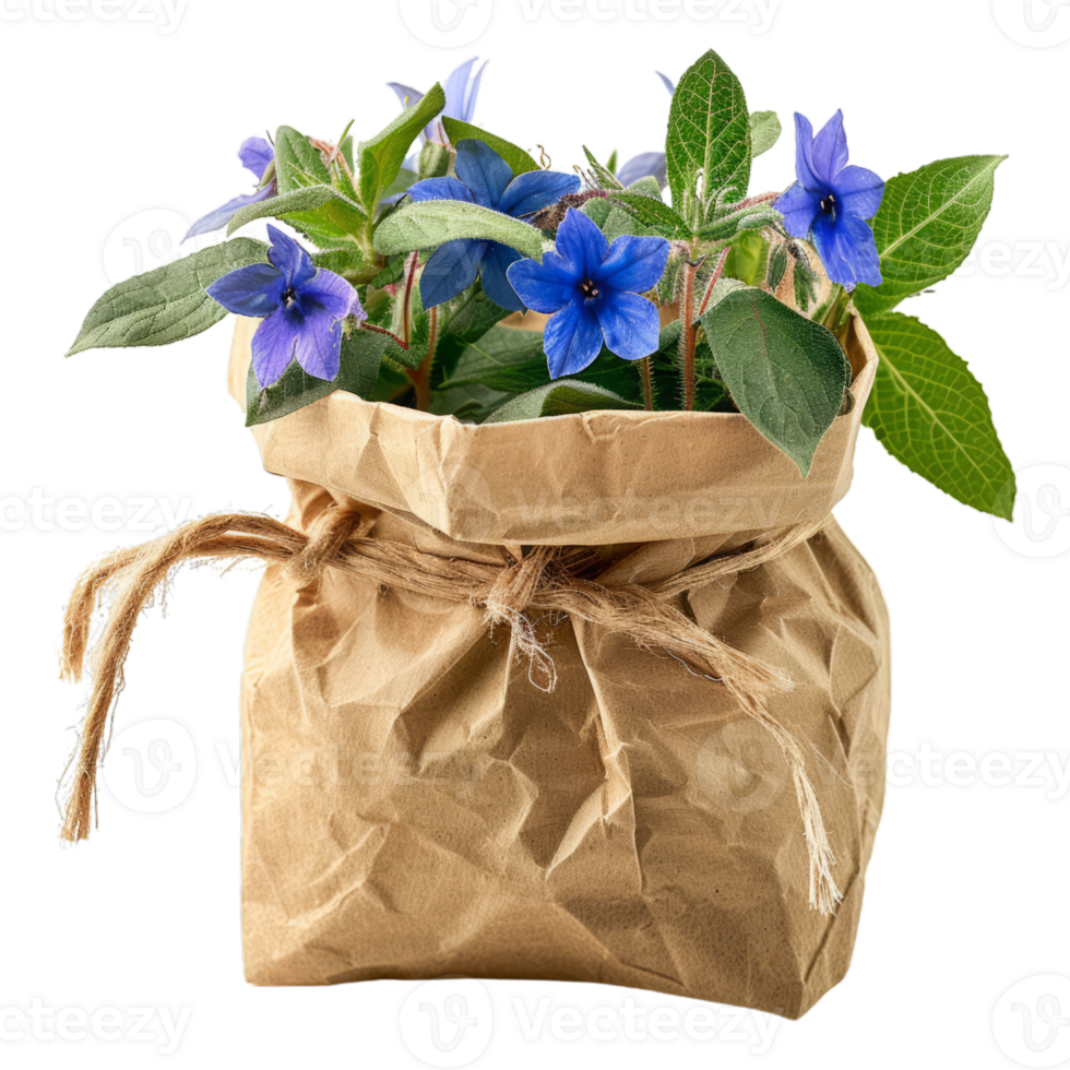 Blue Borage Flowers in Brown Paper Pot png