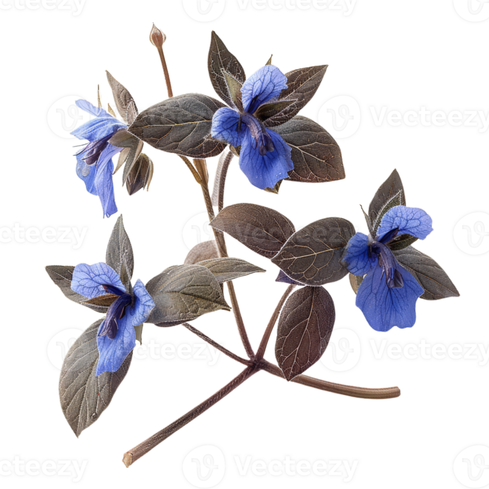 bourrache fleurs avec violet feuilles sur noir png