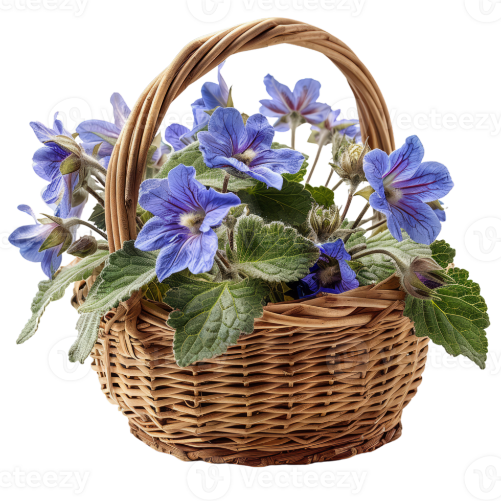 Wicker Basket with Borage Flowers png