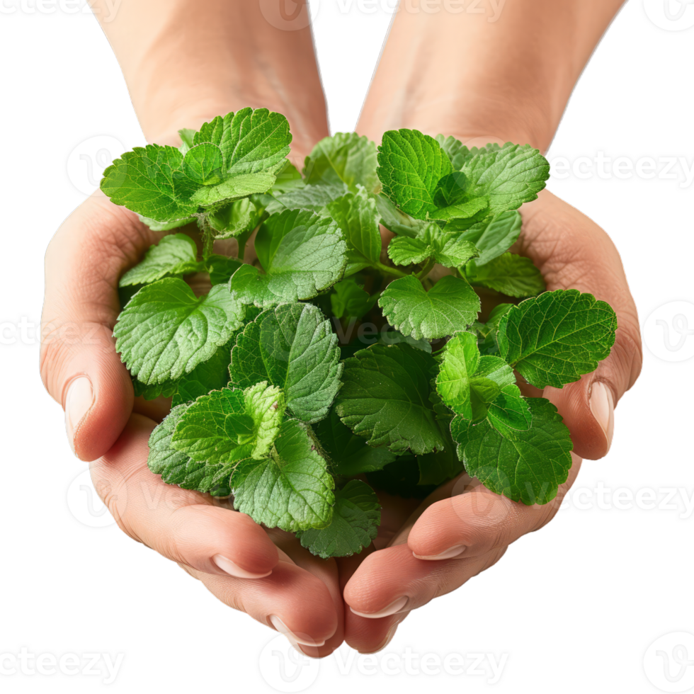 Hands Holding Fresh Catnip Leaves png