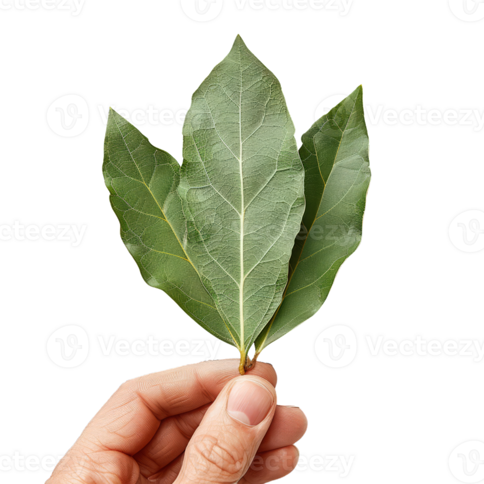 Hand Holding Fresh Bay Leaves png