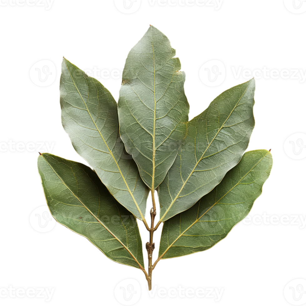 Green Bay Leaves Isolated png