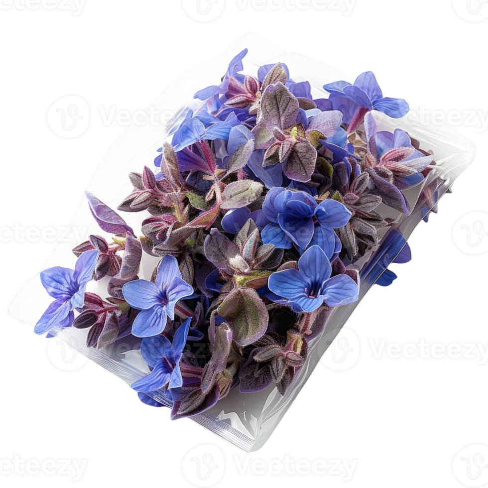 blu e viola borragine fiori su un' piatto png