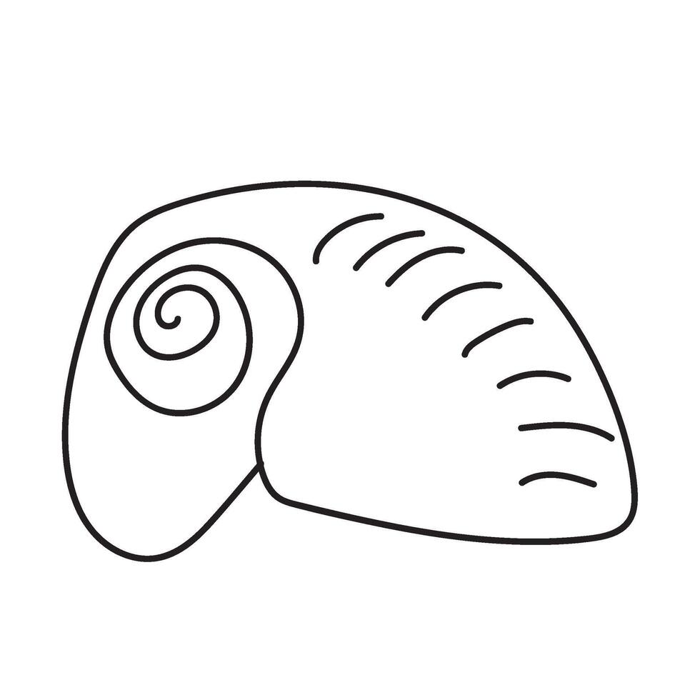 seashell outline illustration vector