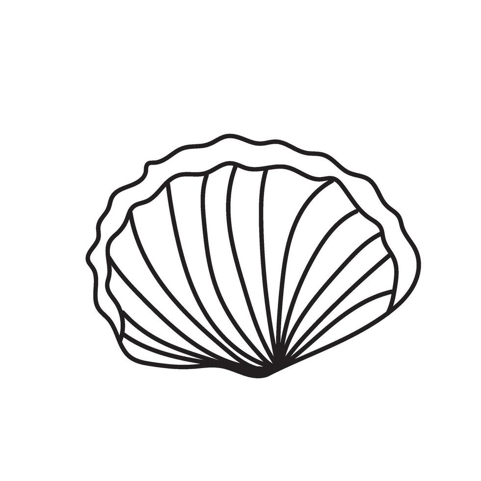 seashell outline illustration vector