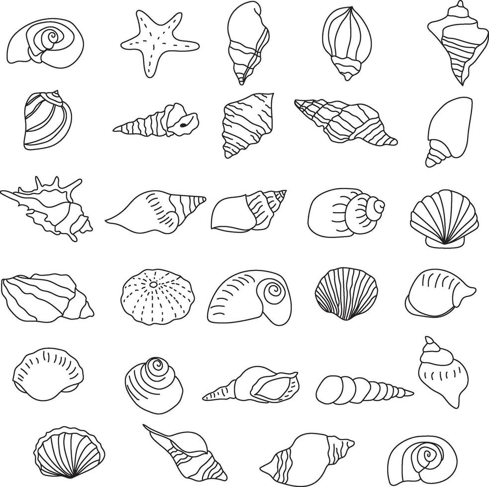 seashell outline illustration vector