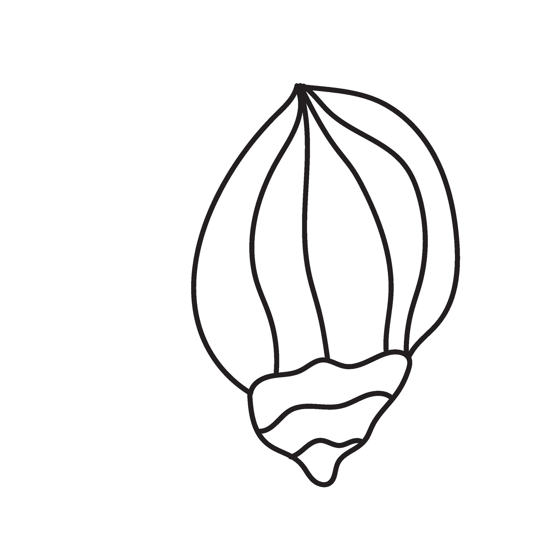 seashell outline illustration 44619649 Vector Art at Vecteezy seashell outline illustration 44619649 Vector Art at Vecteezy