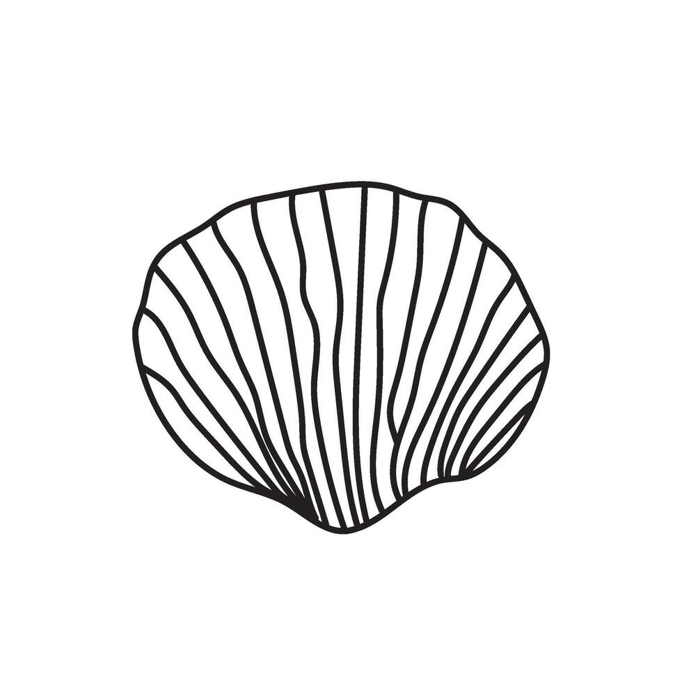 seashell outline illustration vector