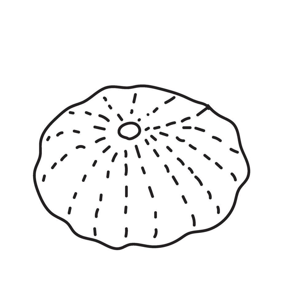 seashell outline illustration vector
