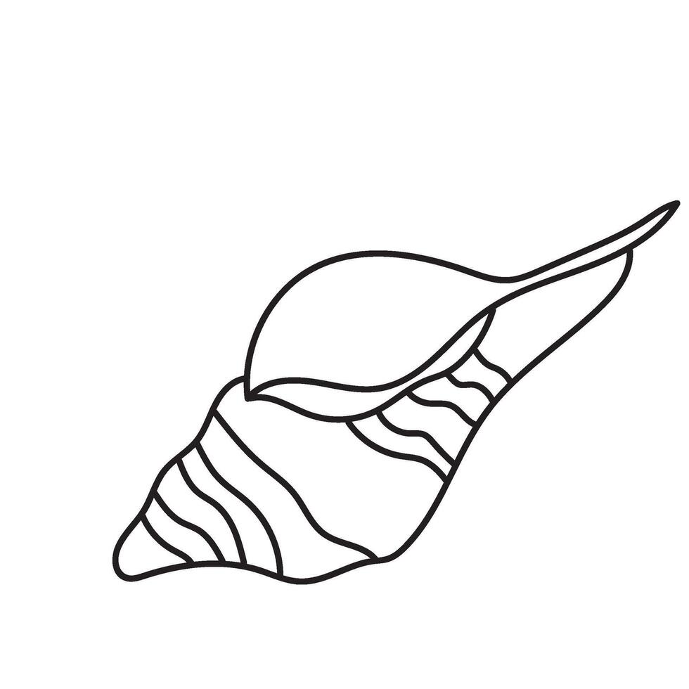 seashell outline illustration vector