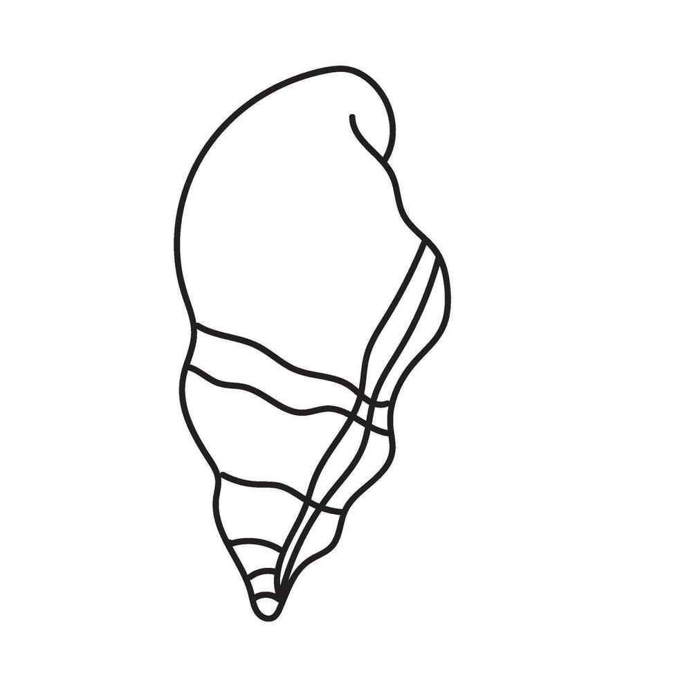 seashell outline illustration vector