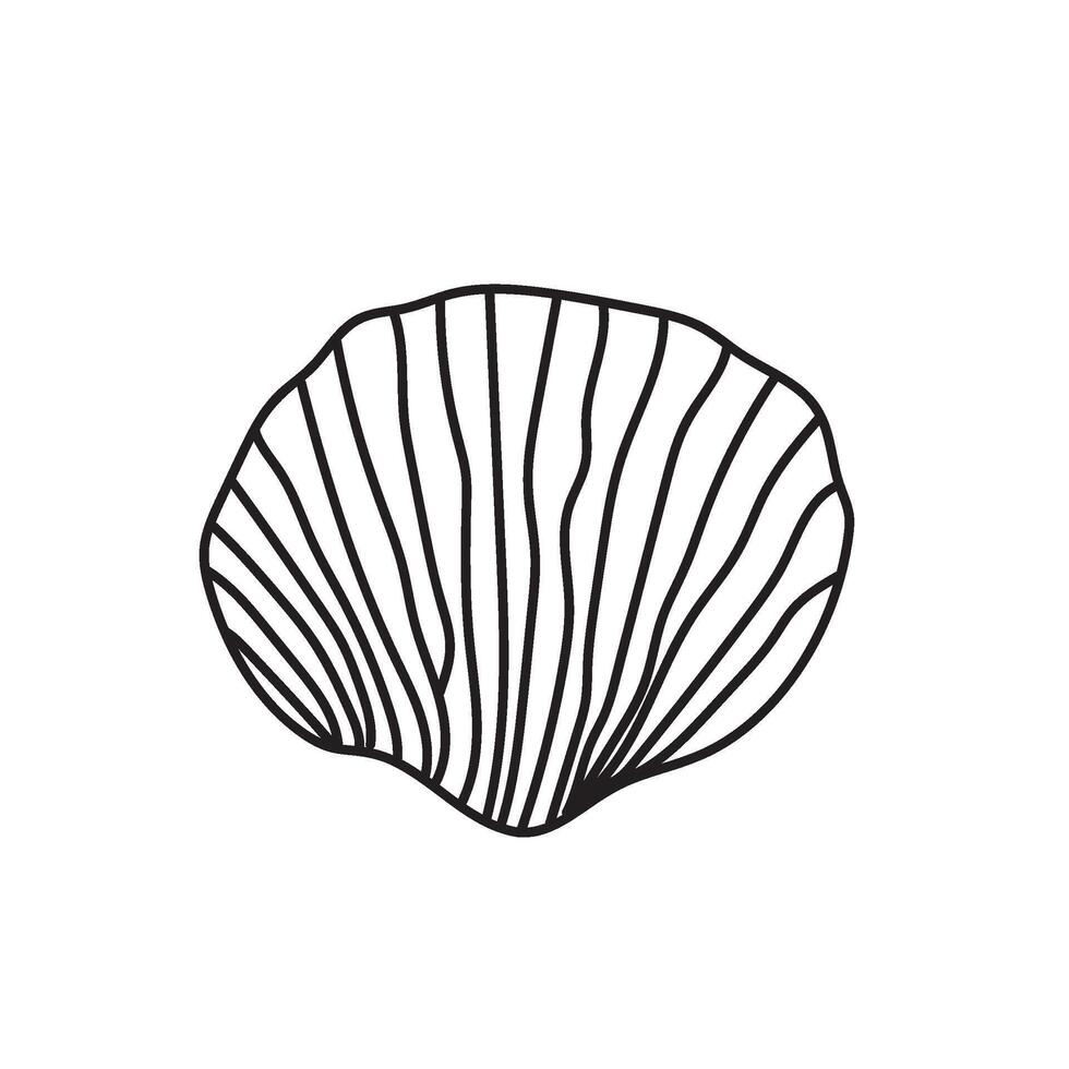 seashell outline illustration vector