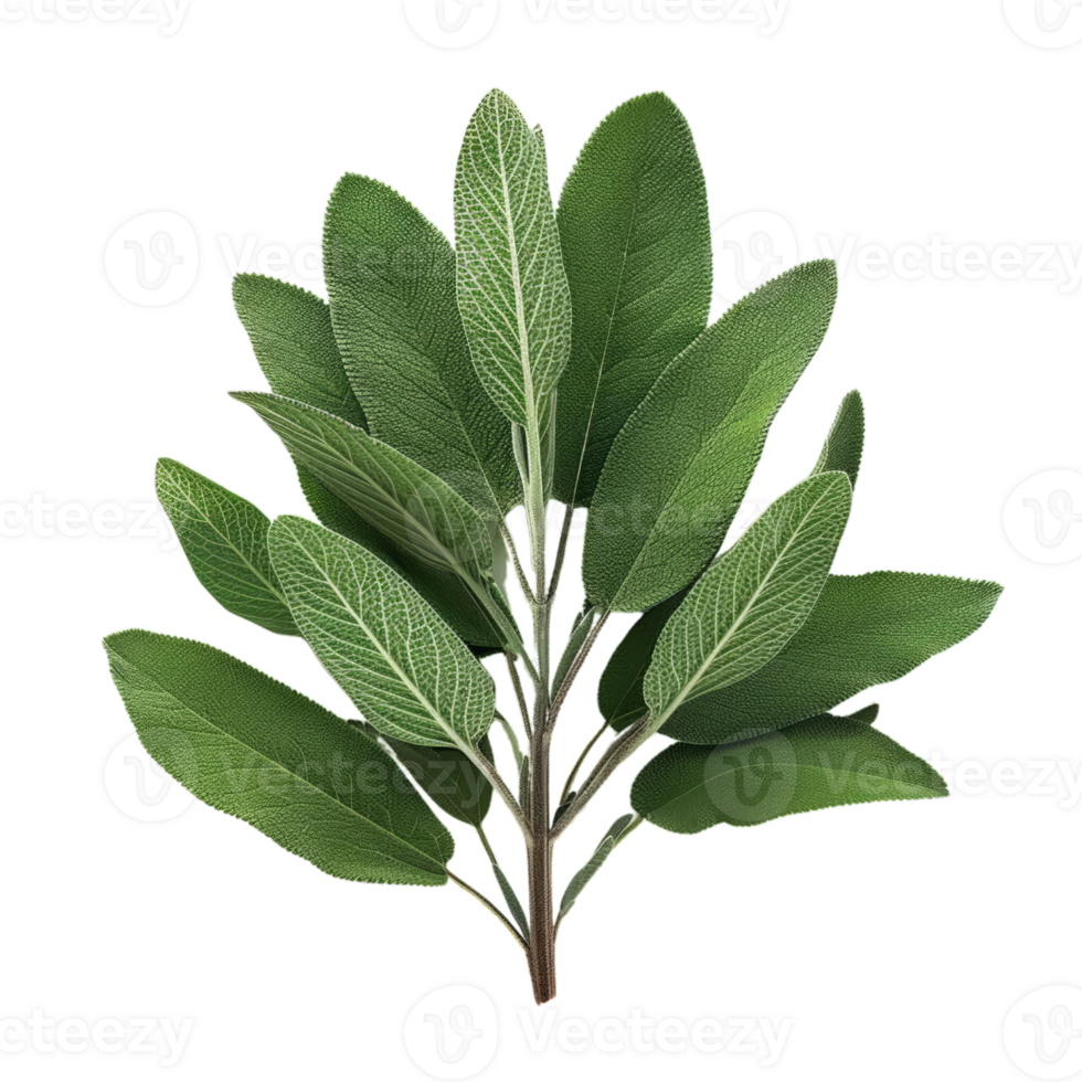 Sage Green Background PNGs for Free Download