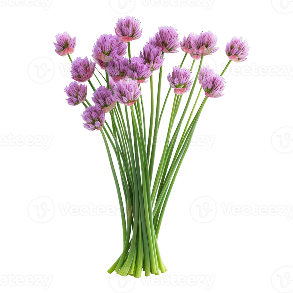 mazzo di viola Erba cipollina fiori png