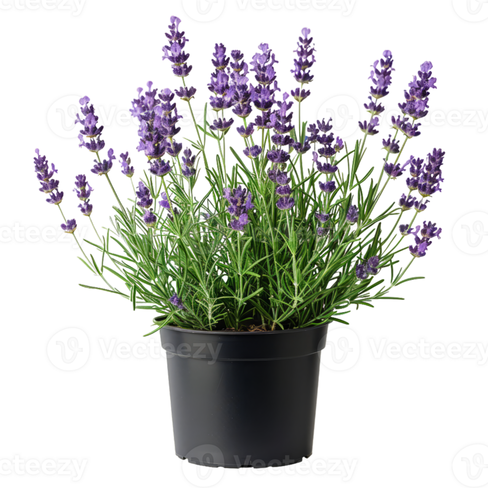 eingetopft Lavendel Pflanze png