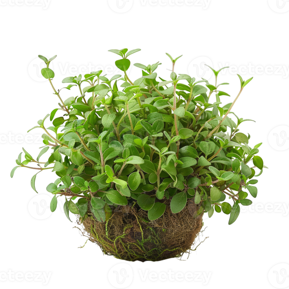 luxuriant vert mis en pot thym plante sur noir Contexte png