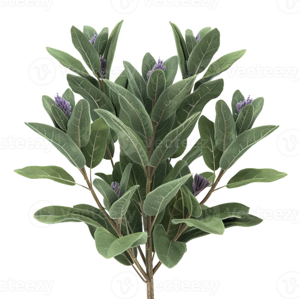 sauge plante avec violet fleurs png