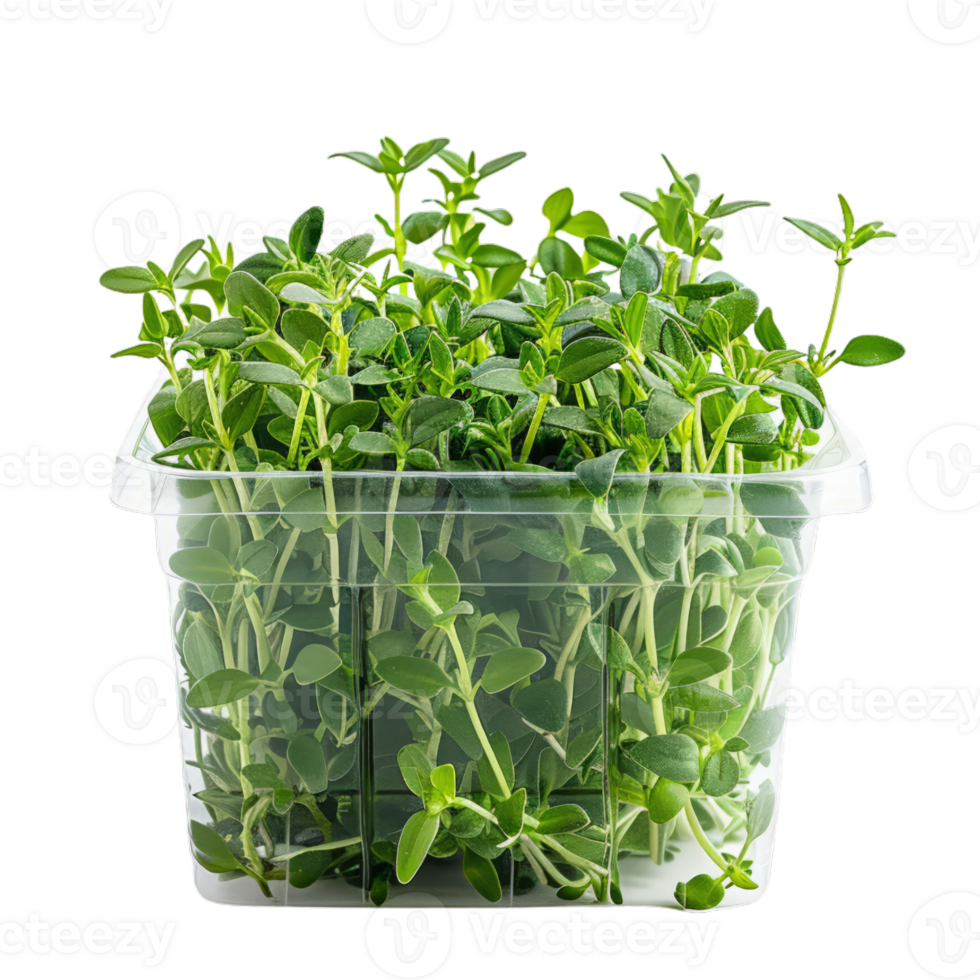 Fresh Thyme Herbs in a Plastic Container png