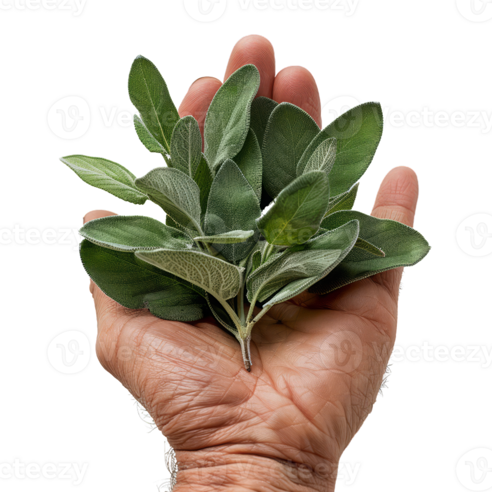 Hand Holding Fresh Sage Leaves 44619770 PNG