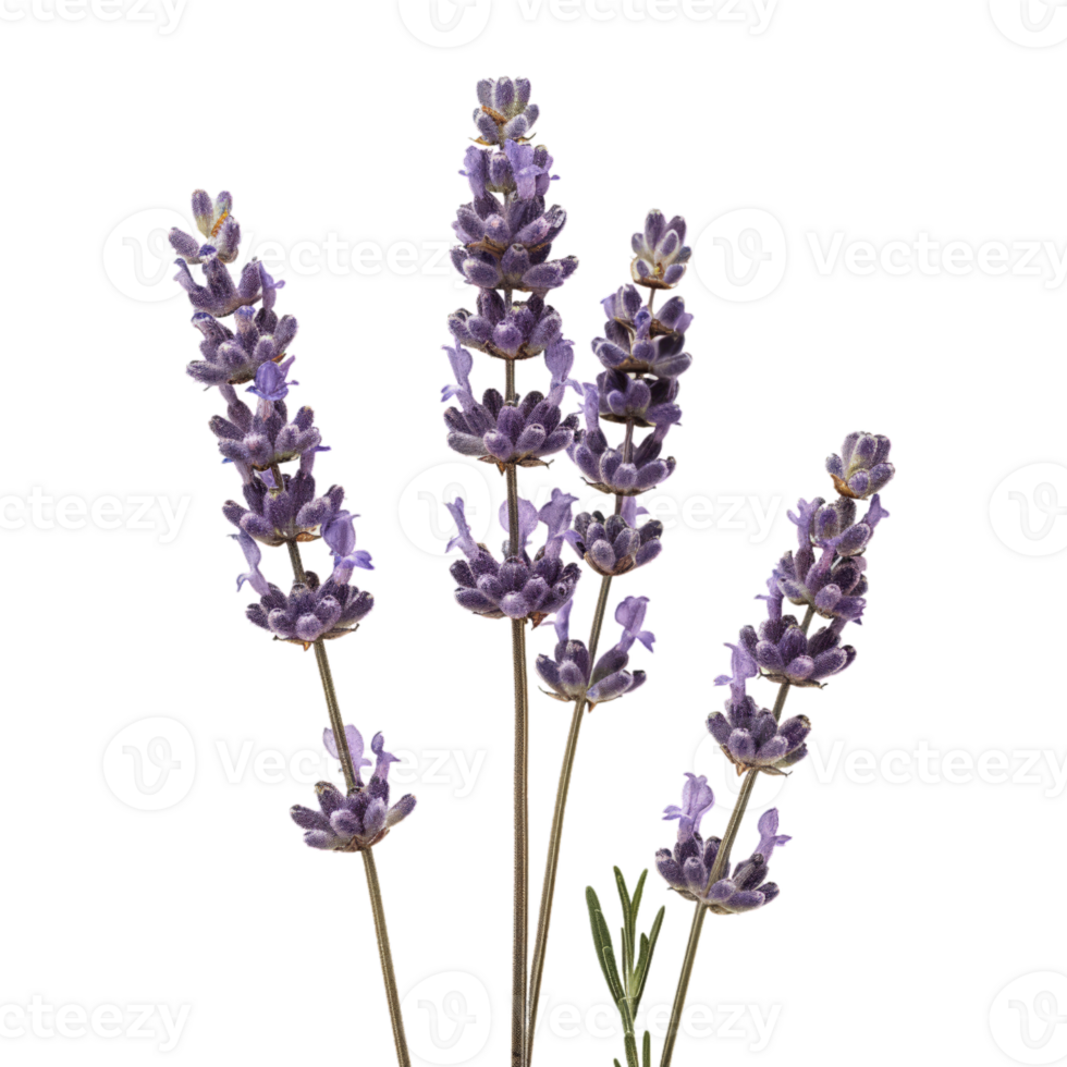 lavanda rametti isolato su nero png