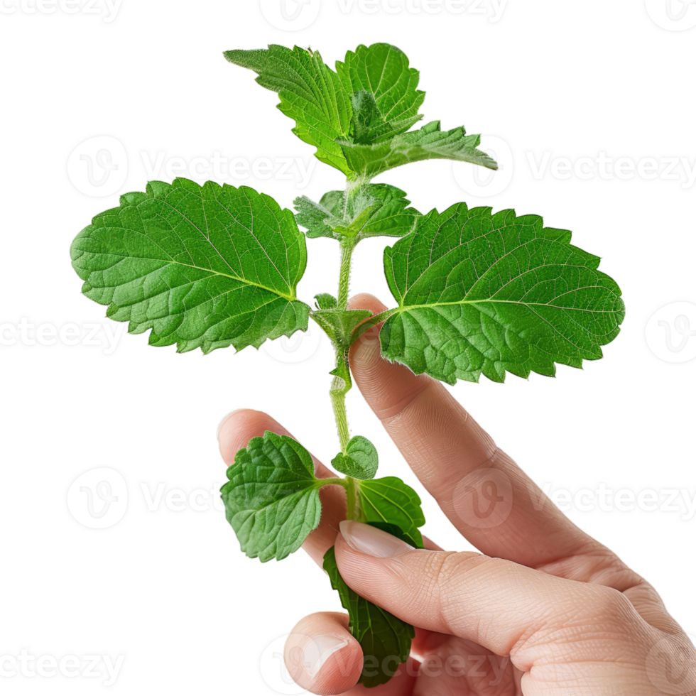 Catnip Plant Sprout in Human Fingers png