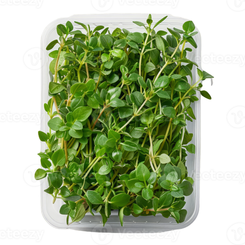 Fresh Thyme in Plastic Container png