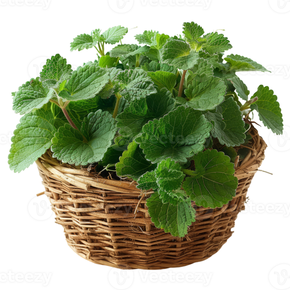 Fresh Catnip Leaves in Basket png