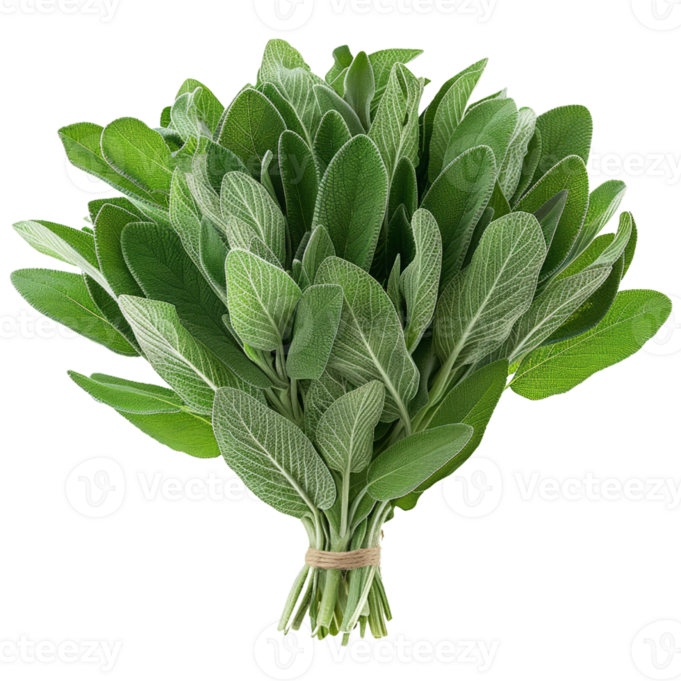 Frais sauge herbe paquet png