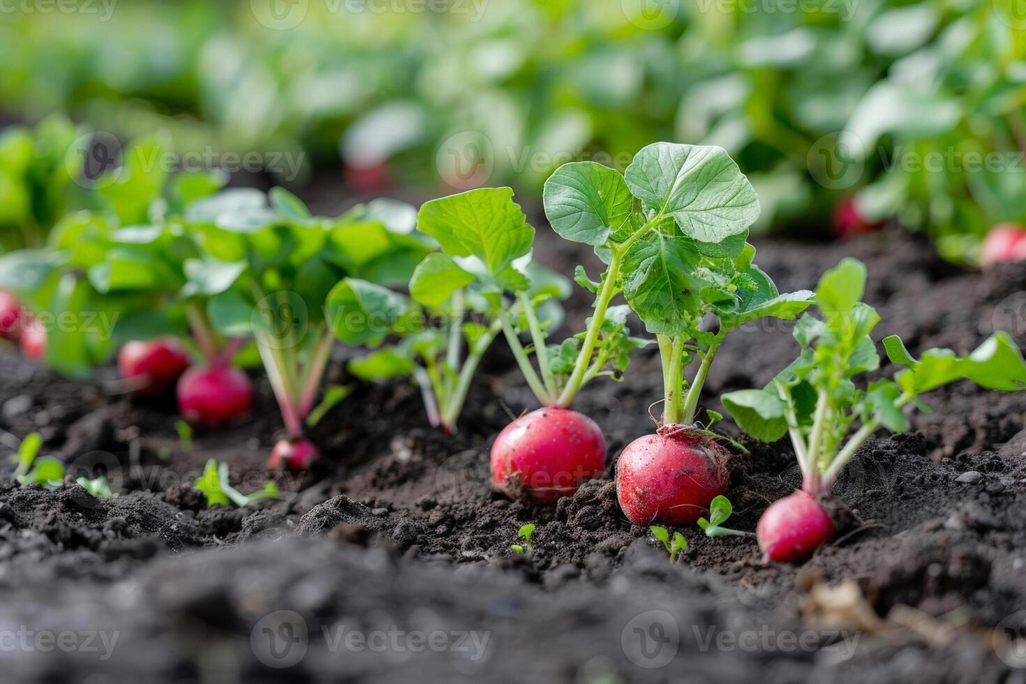 Organic radishes growing in fertile soil in a vegetable garden, representing sustainable agriculture and related to Earth Day and World Environment Day photo