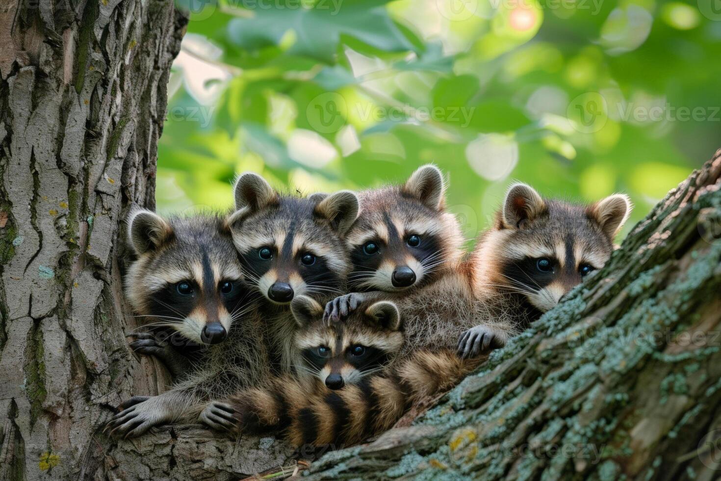 Family of raccoons huddled in the shade of a tree, looking exhausted from the heat photo