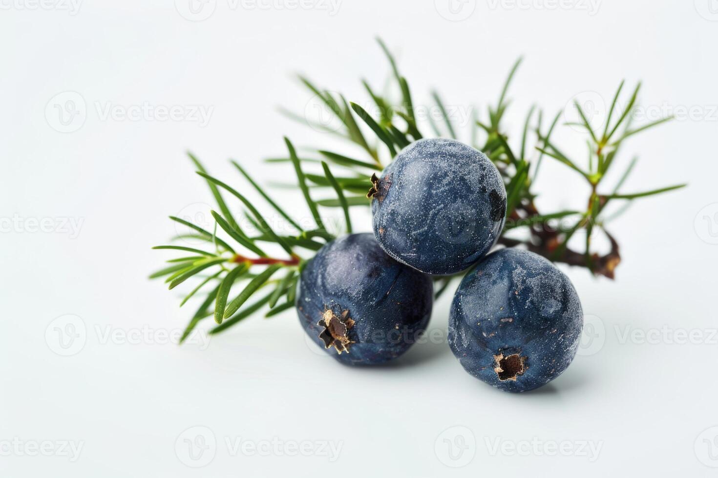 two juniper berries, elegant simplicity, isolated on a clean white background photo