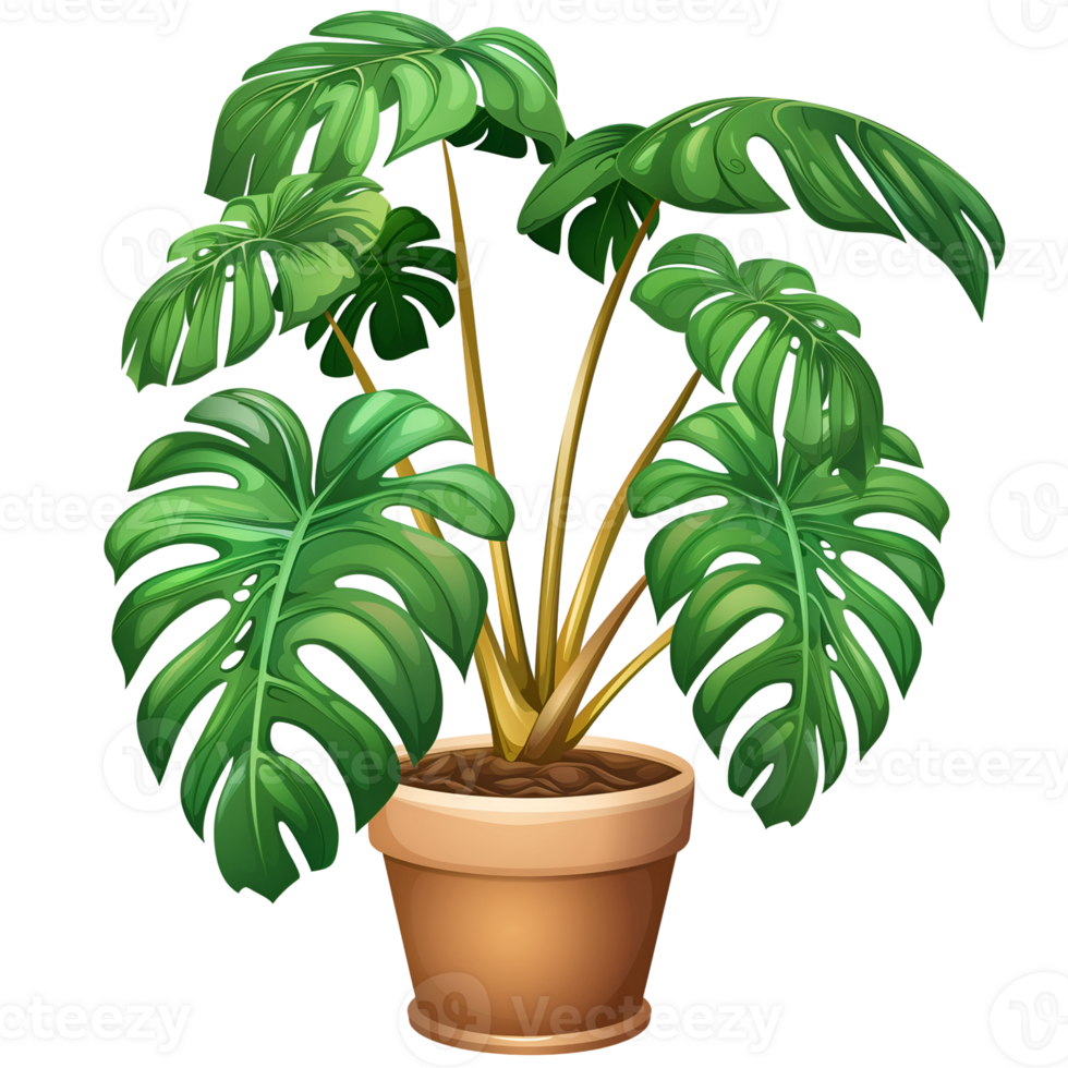 Illustration of Monstera Plant in pot png