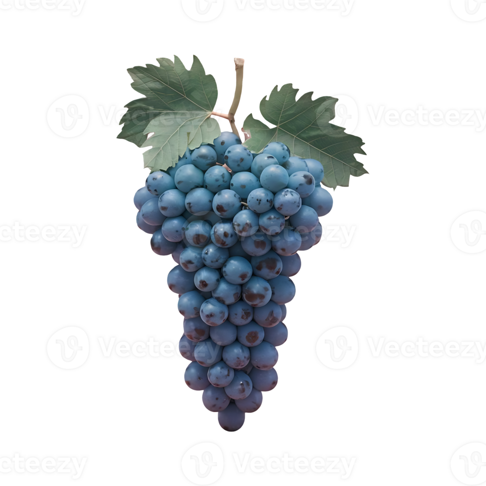 Grapes grape clip art isolated on transparent background png