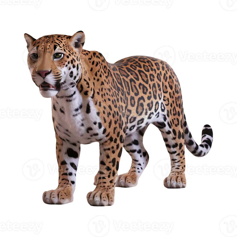 Jaguar leopard wildcat clipart isolated on transparent background png