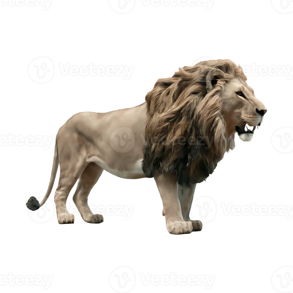 Wild lion side view lion cut out isolated on transparent background png
