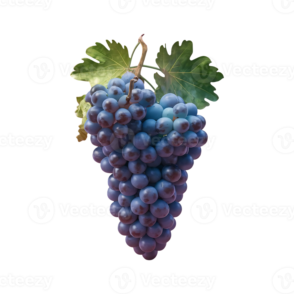 Grapes grape clip art isolated on transparent background png