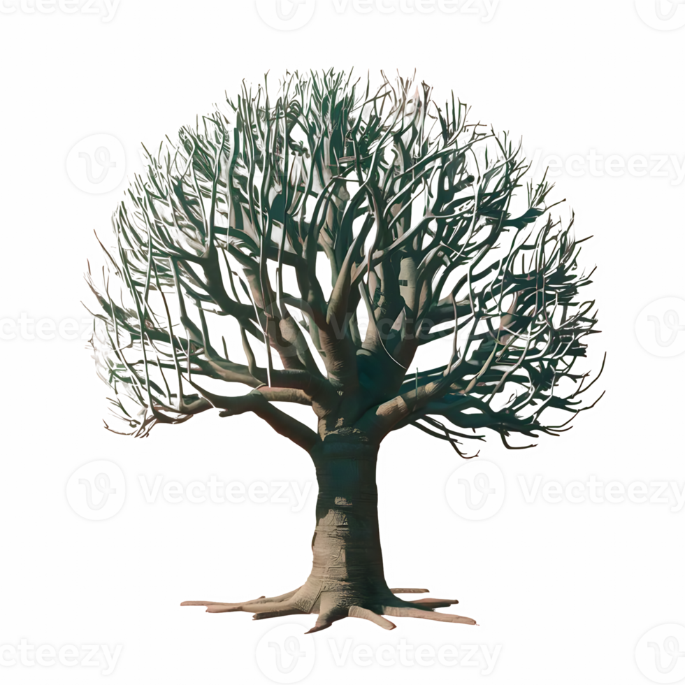 Dead tree dry tree cut out isolated on transparent background png