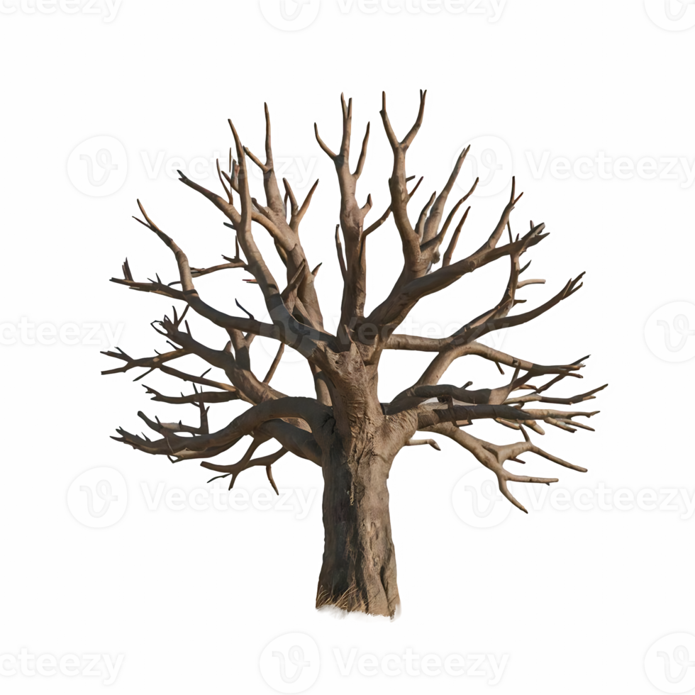 Dead tree dry tree cut out isolated on transparent background png
