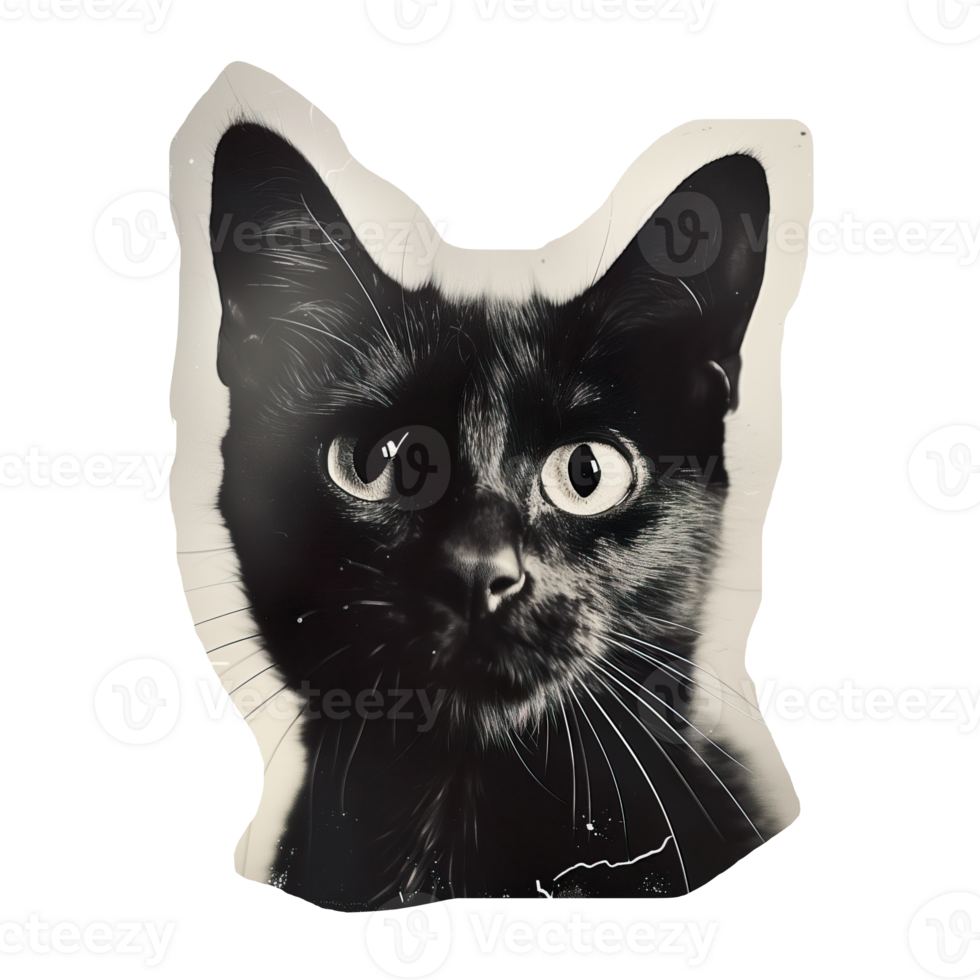 Monochrome vintage photo of halloween Cat cut out image png