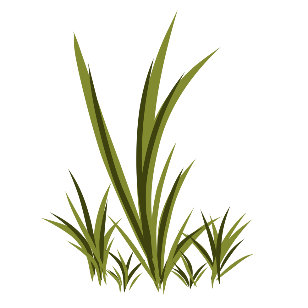 Green grass illustration png