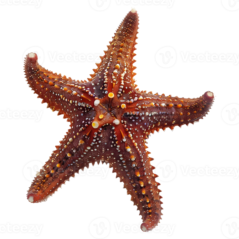 3D Rendering of a Starfish on Transparent Background png